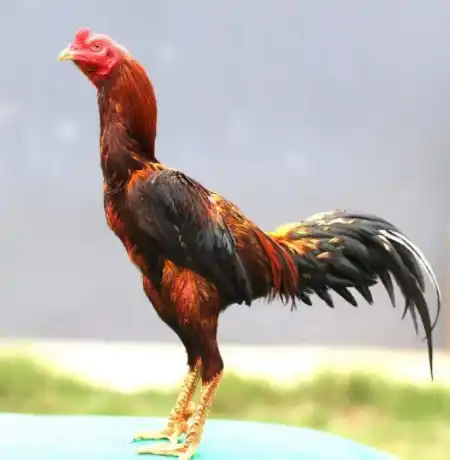 มีการเสมอกัน